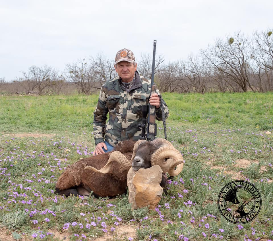 Trophy Ram Hunts Texas