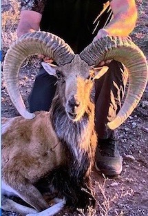 Trophy Ram Hunts Texas