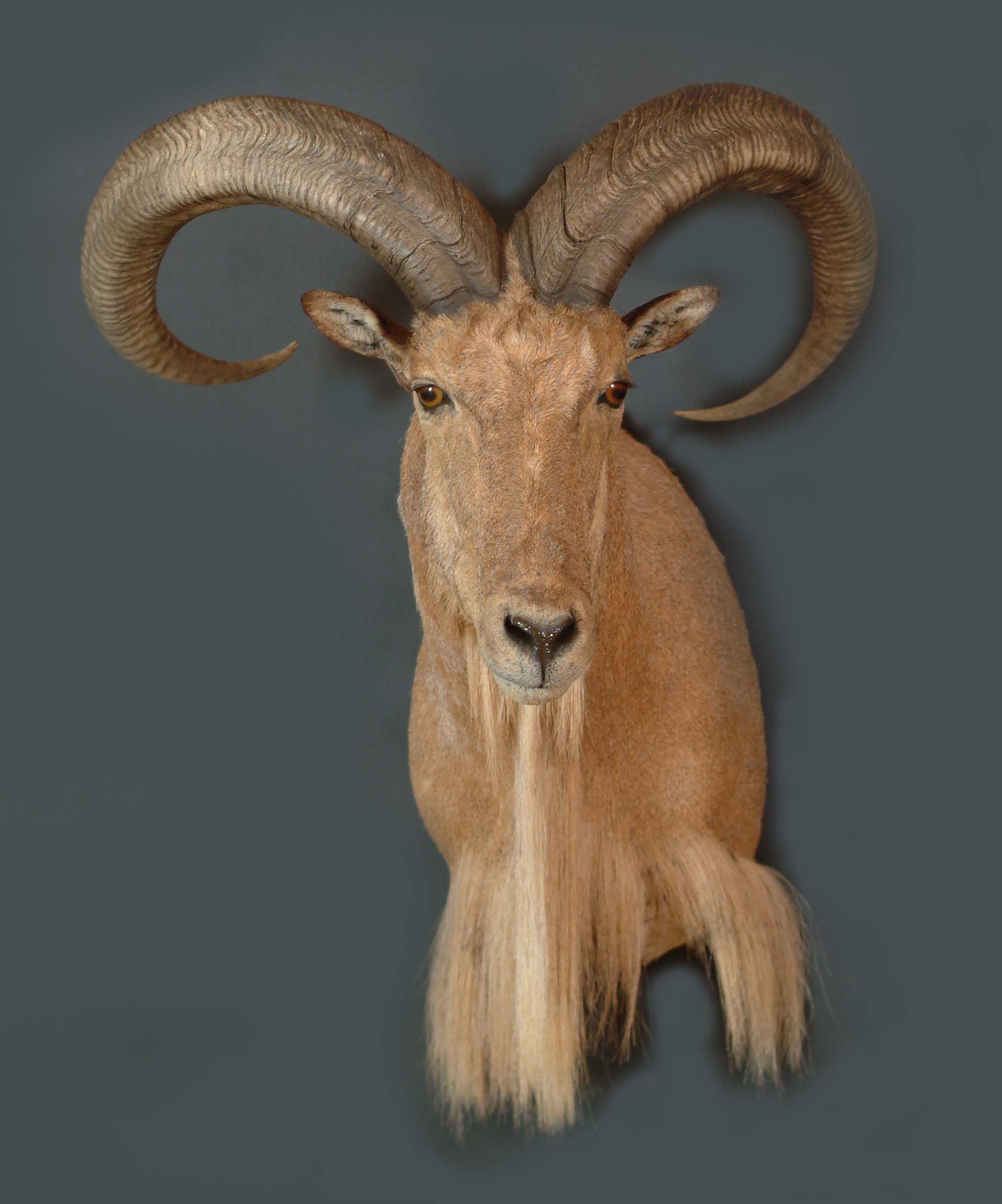 Aoudad Hunts