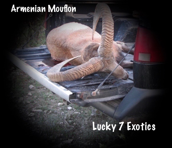 Trophy Ram Hunts Texas