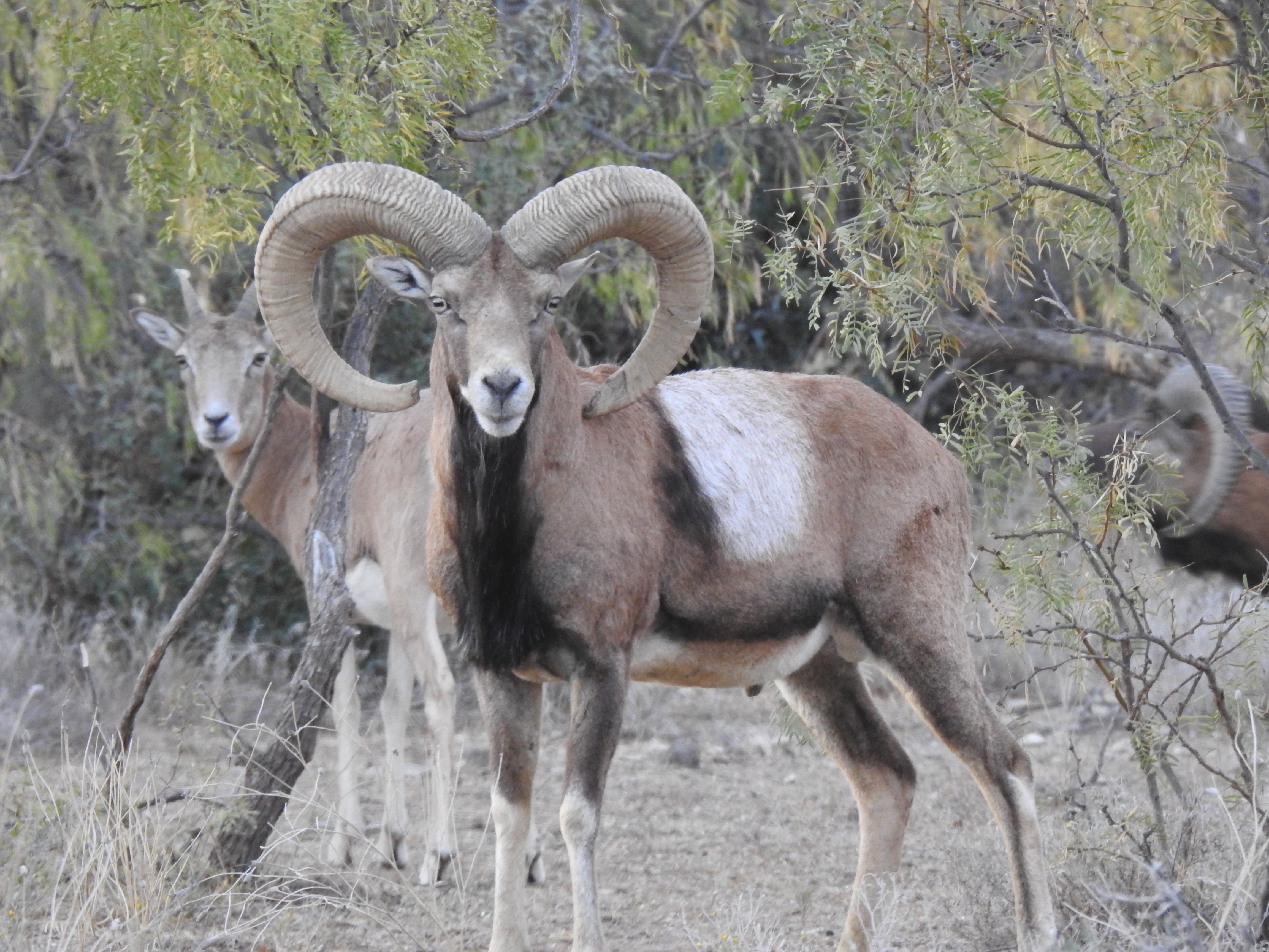 Trophy Ram Hunts Texas