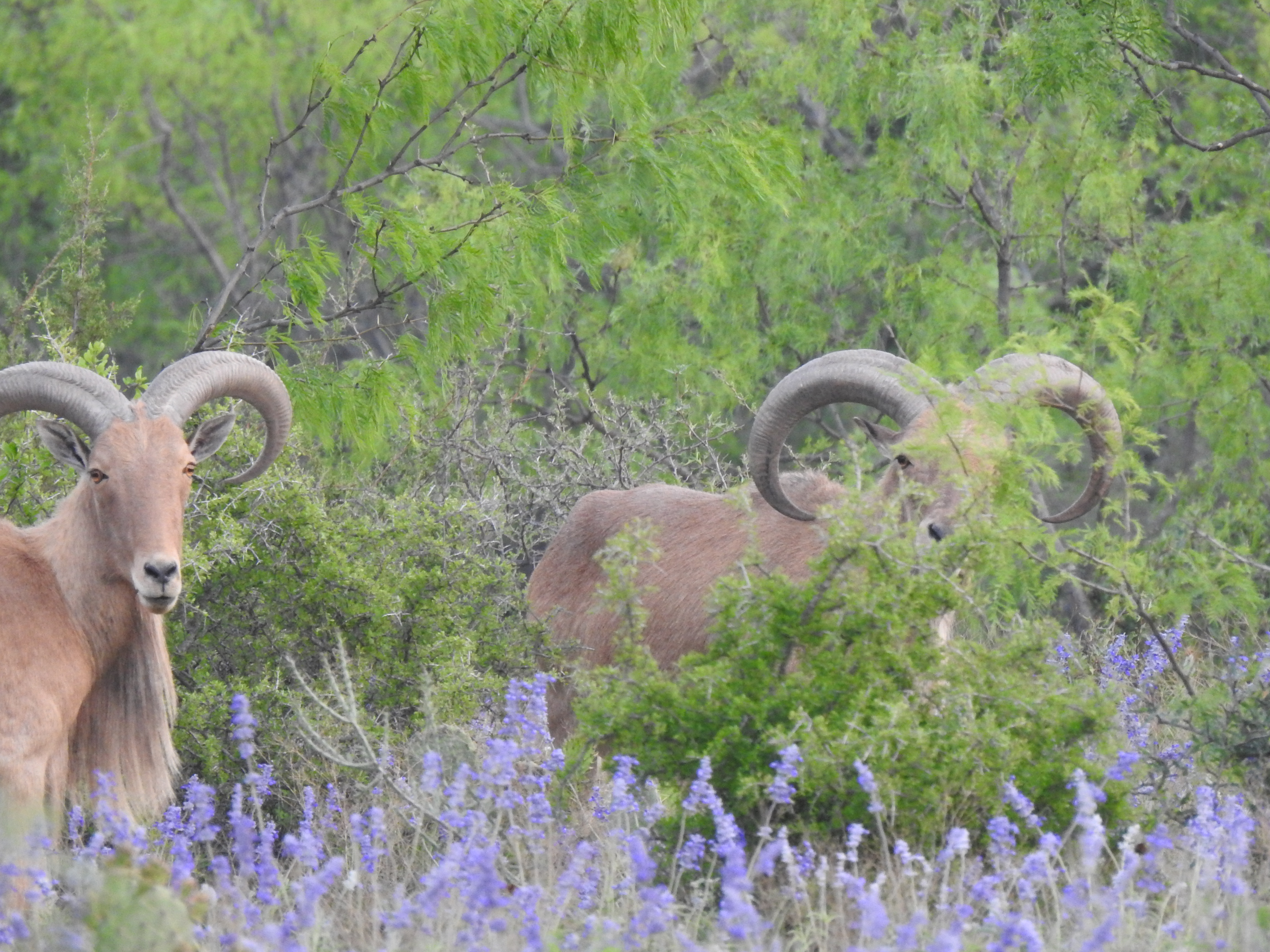 Aoudad Hunts