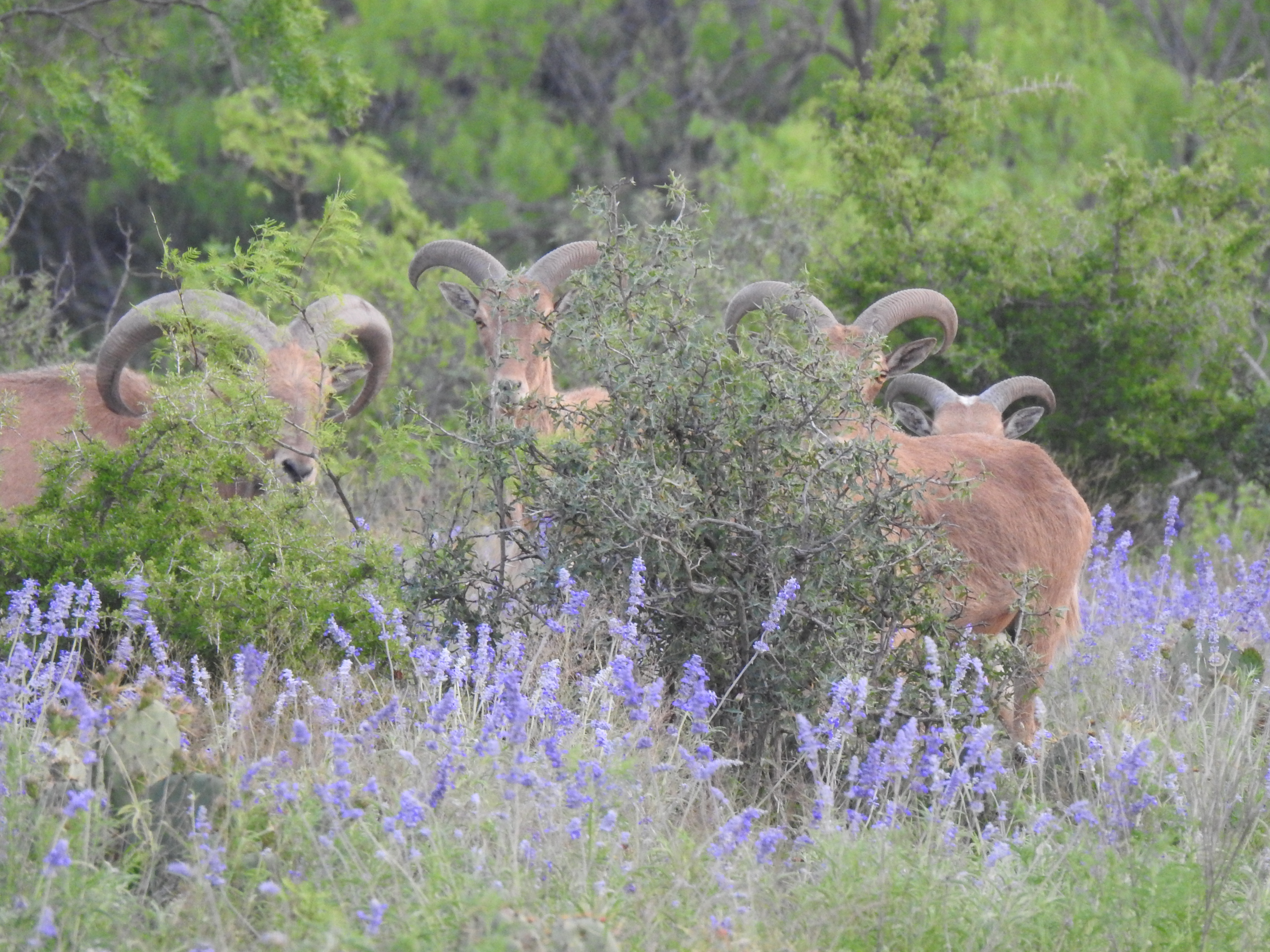 Aoudad Hunts