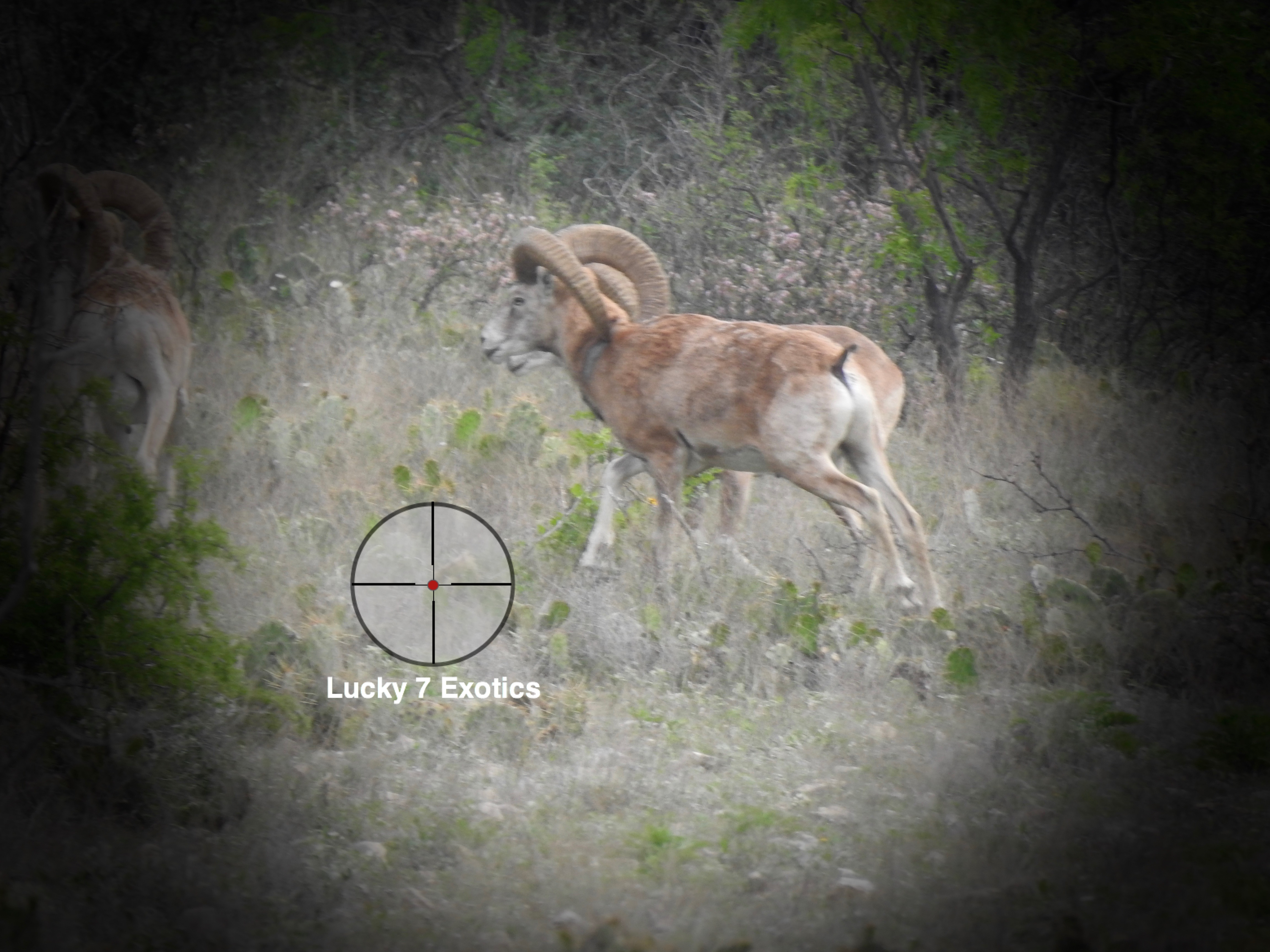 Trophy Ram Hunts Texas