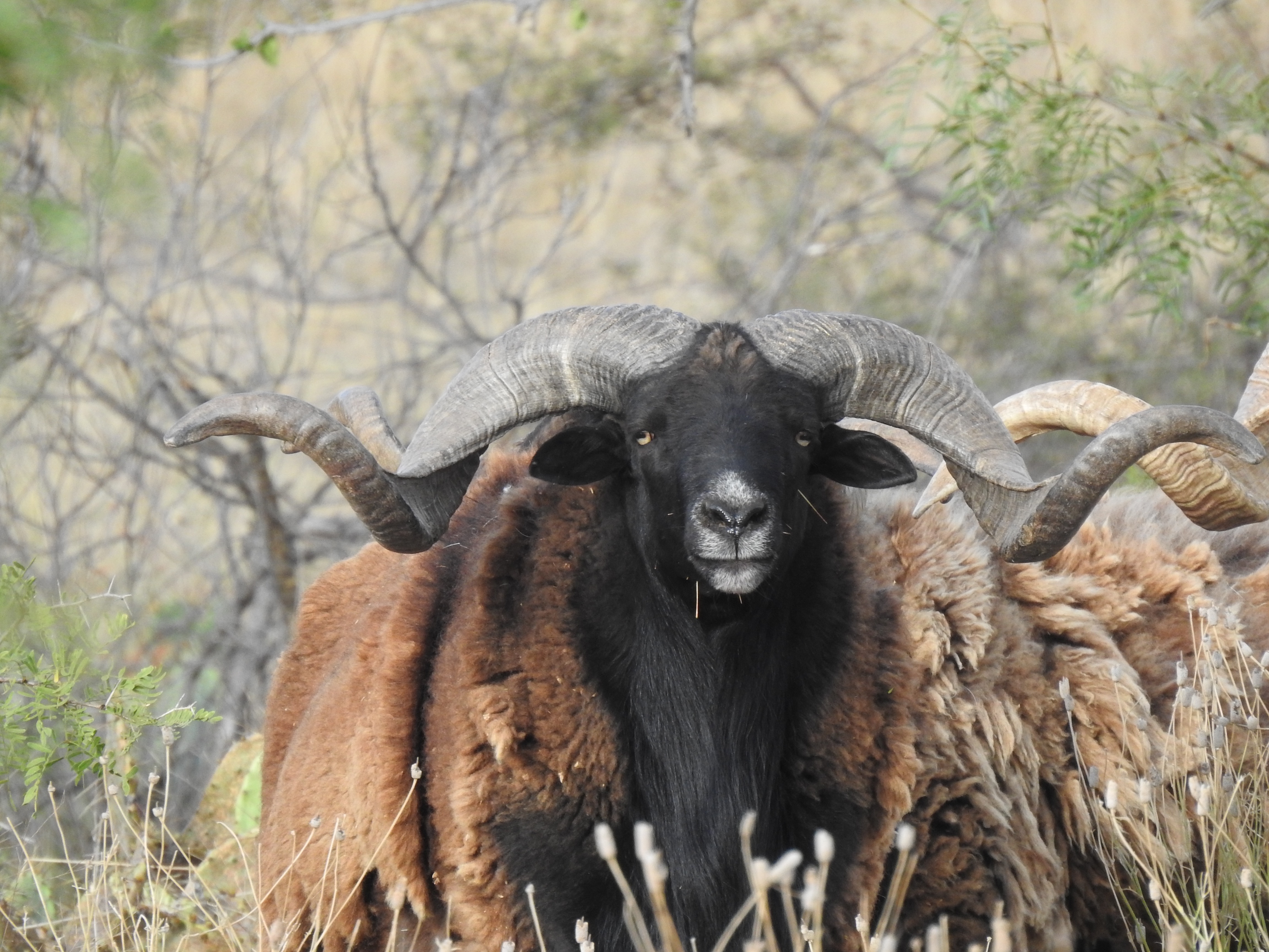 Trophy Ram Hunts Texas