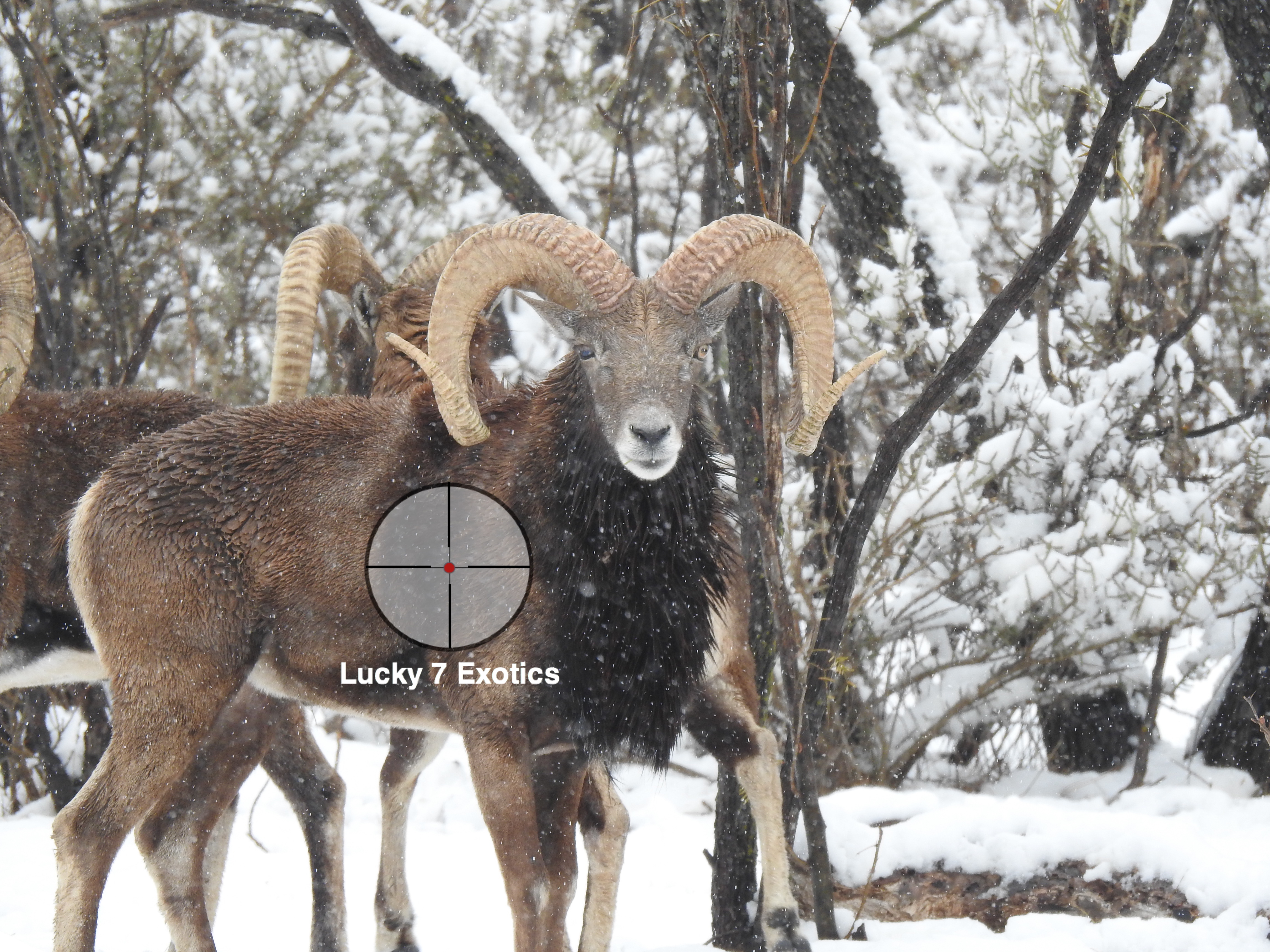 Trophy Ram Hunts Texas