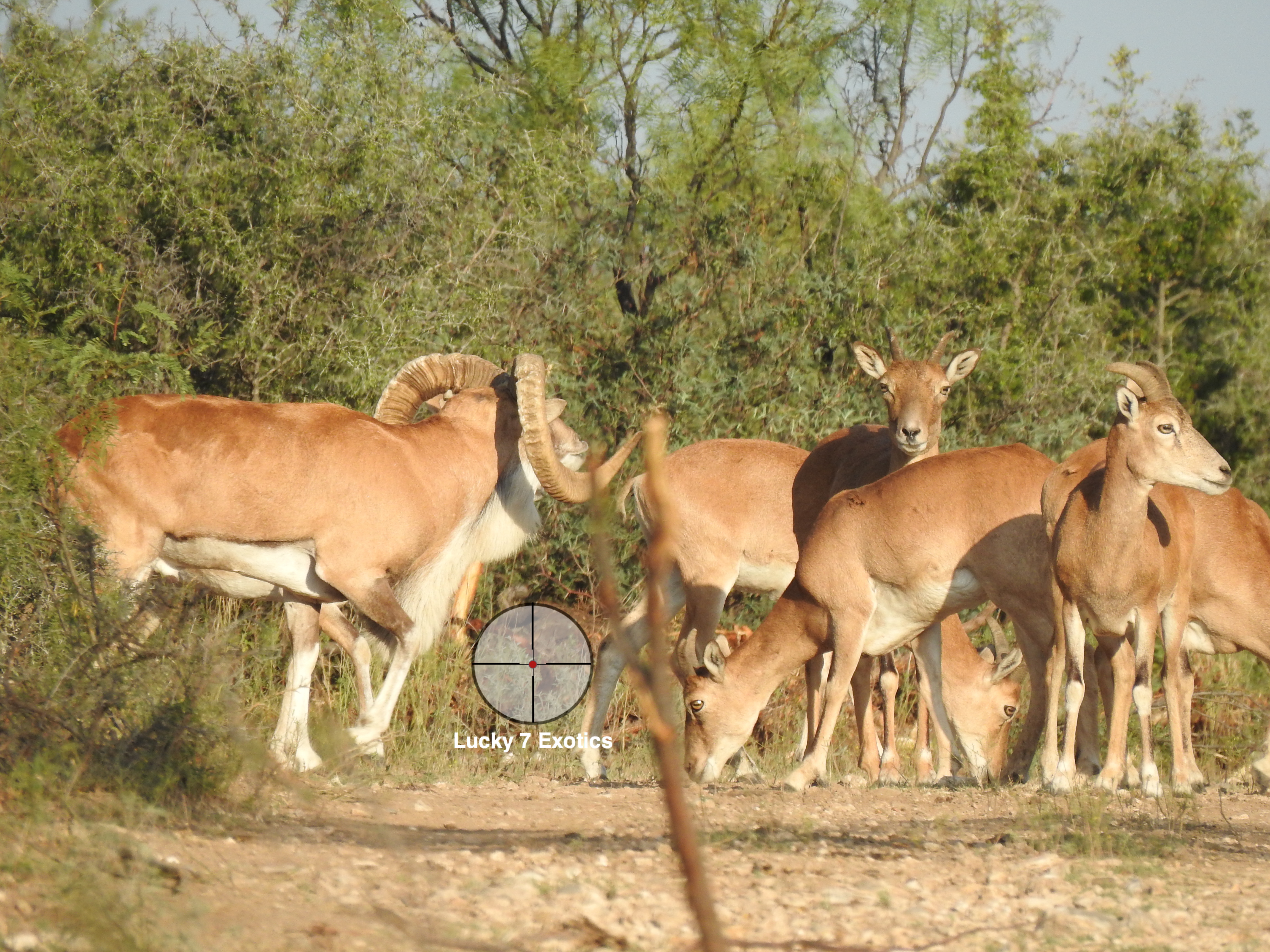 Trophy Ram Hunts Texas