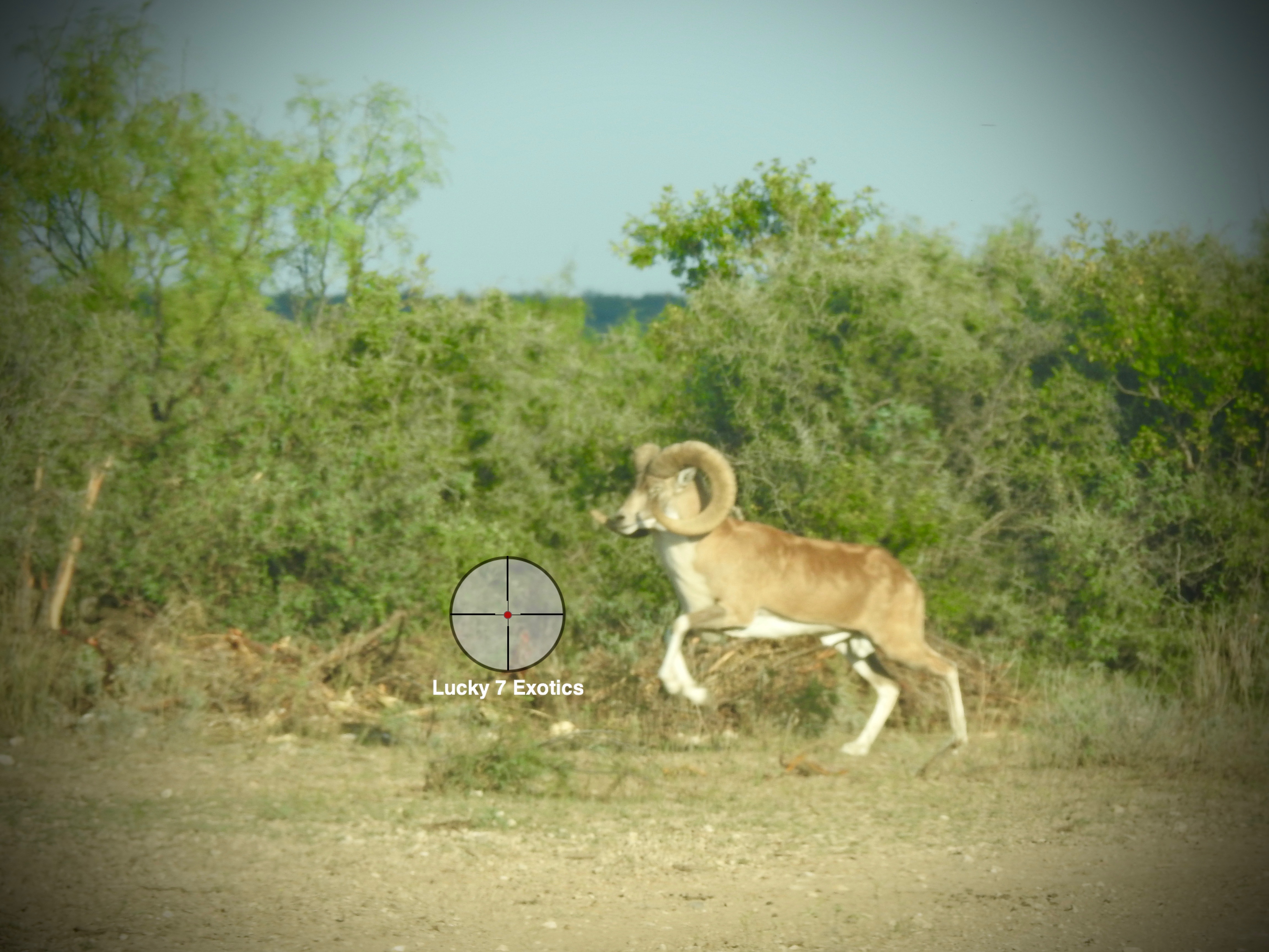 Trophy Ram Hunts Texas