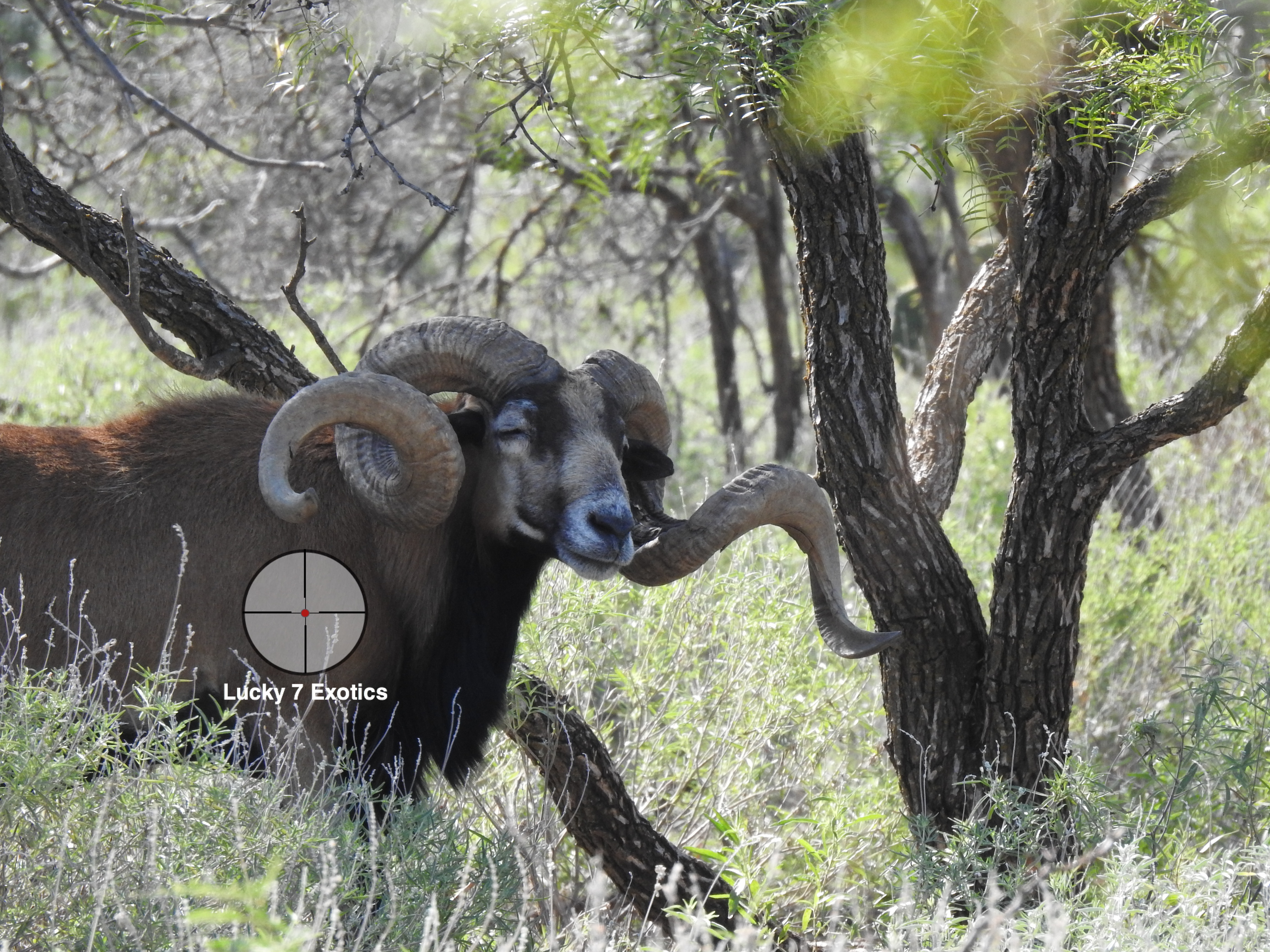 Trophy Ram Hunts Texas