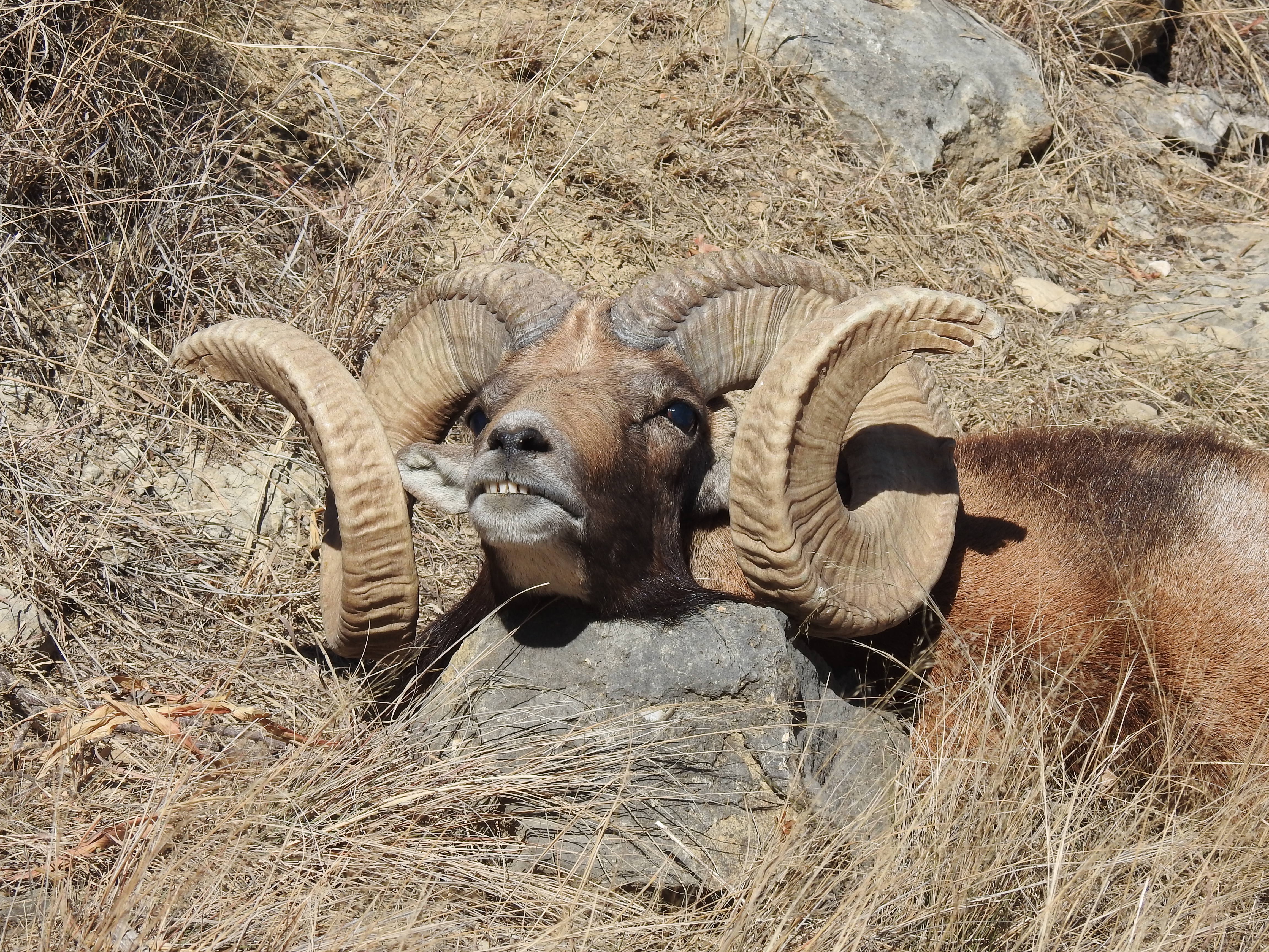 Trophy Ram Hunts Texas