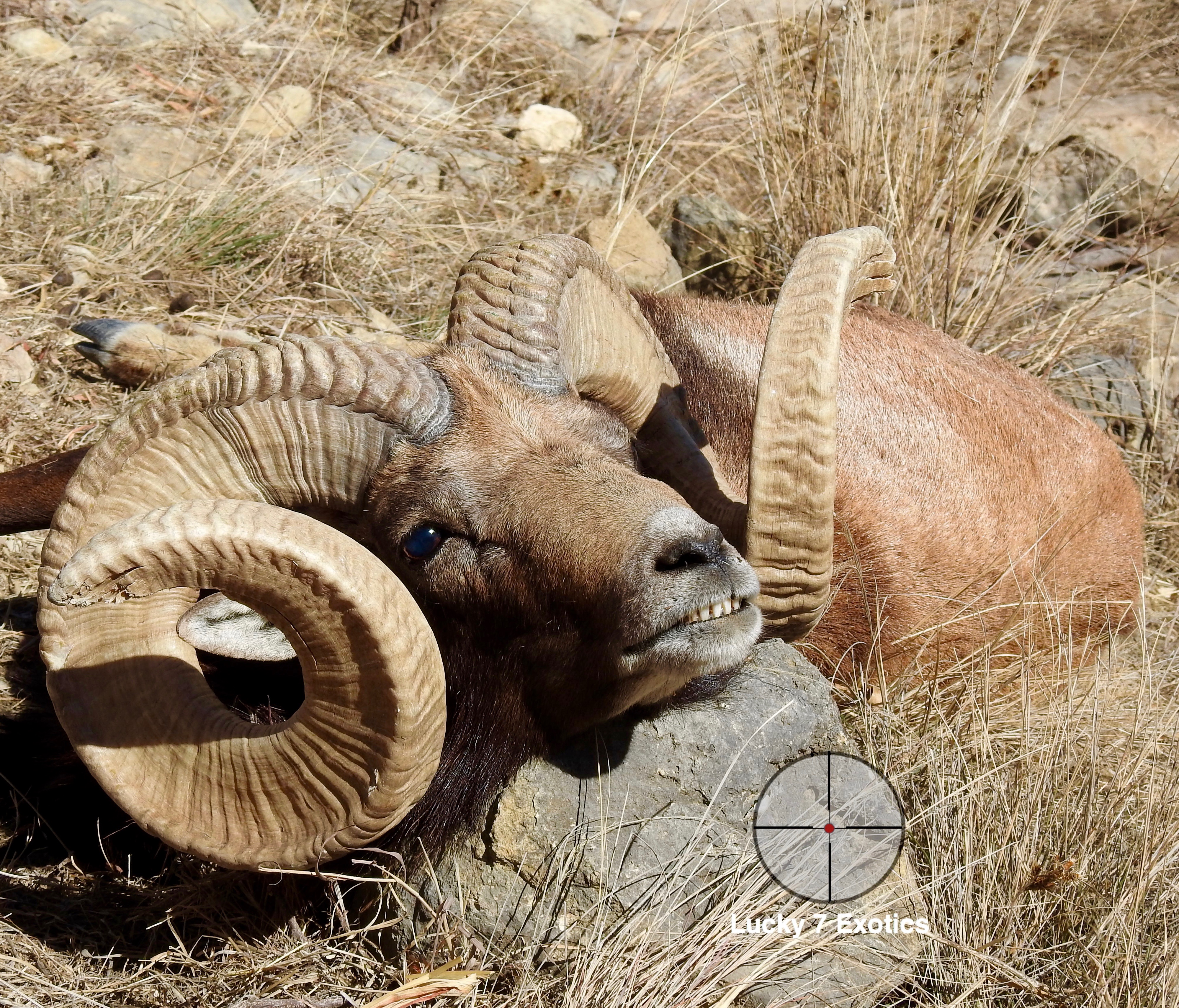 Trophy Ram Hunts Texas