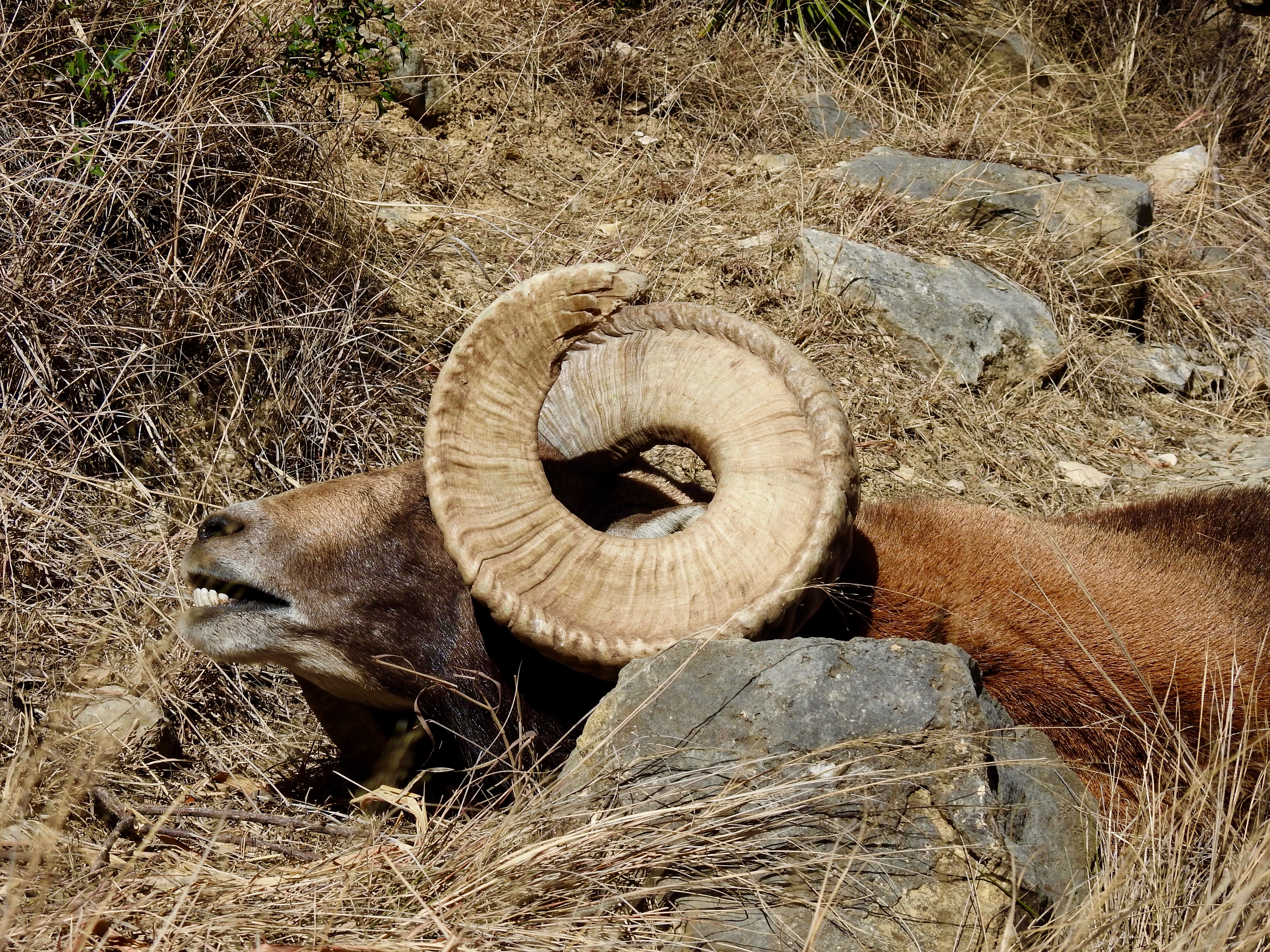 Trophy Ram Hunts Texas