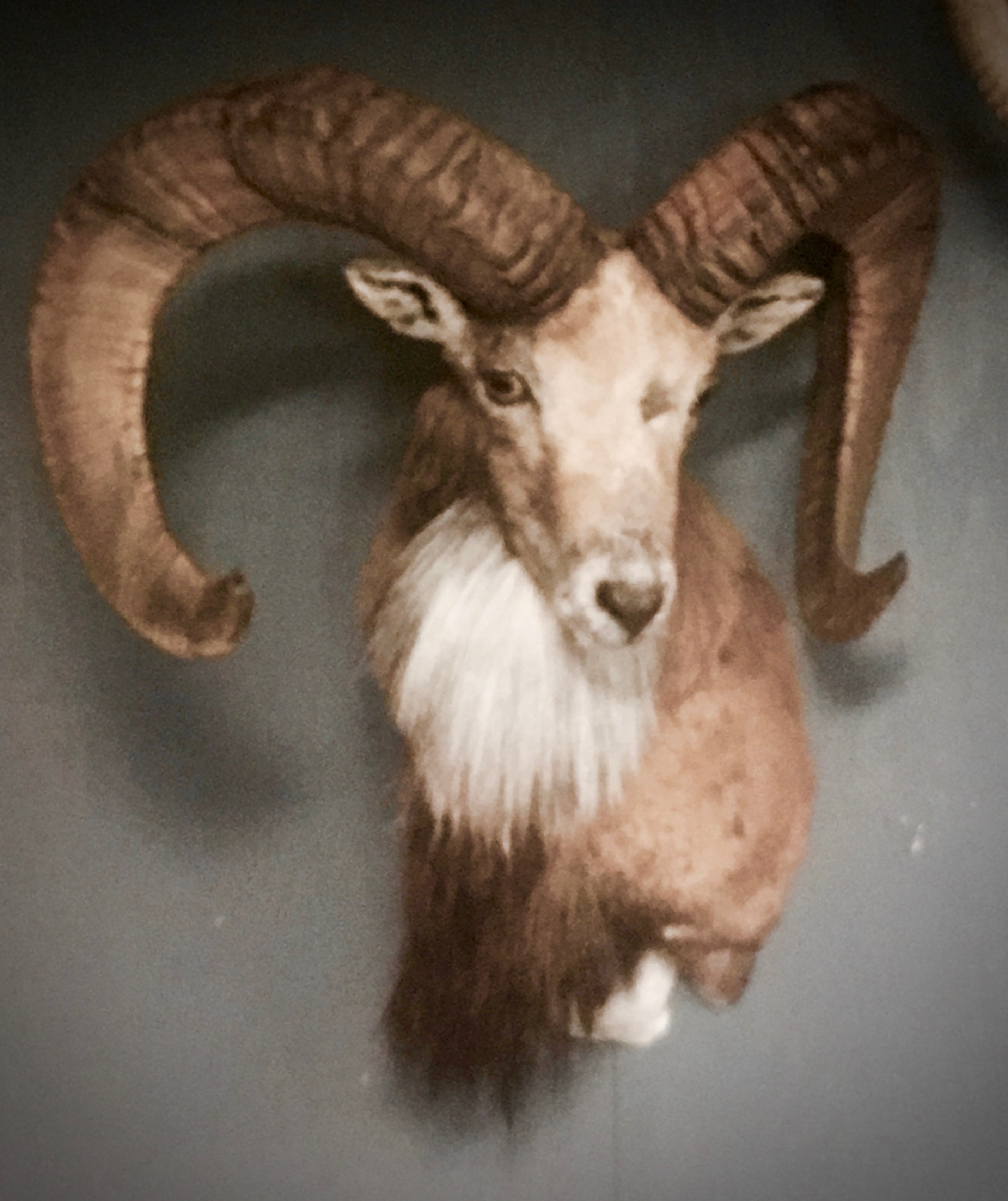 Trophy Ram Hunts Texas