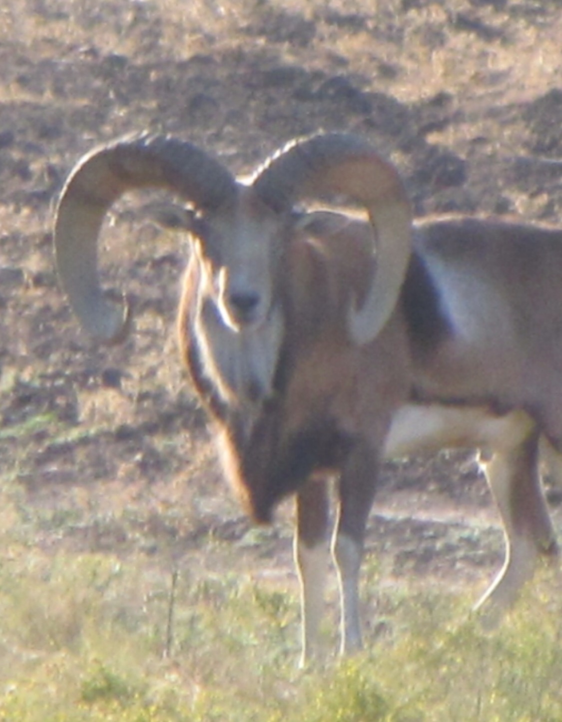 Trophy Ram Hunts Texas