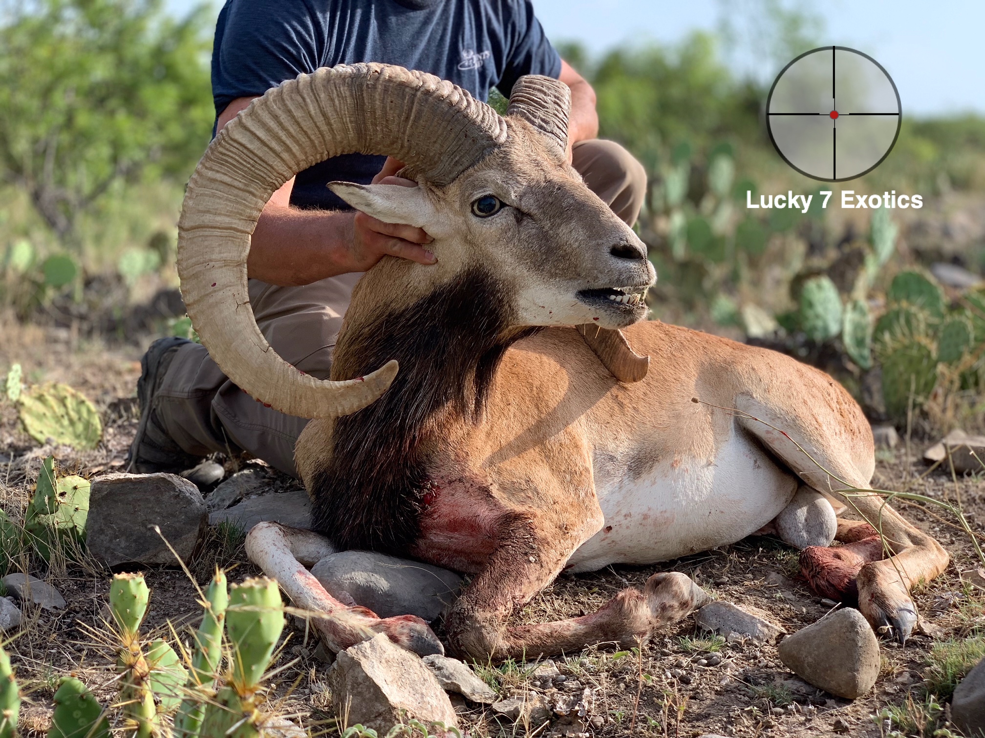 Trophy Ram Hunts Texas