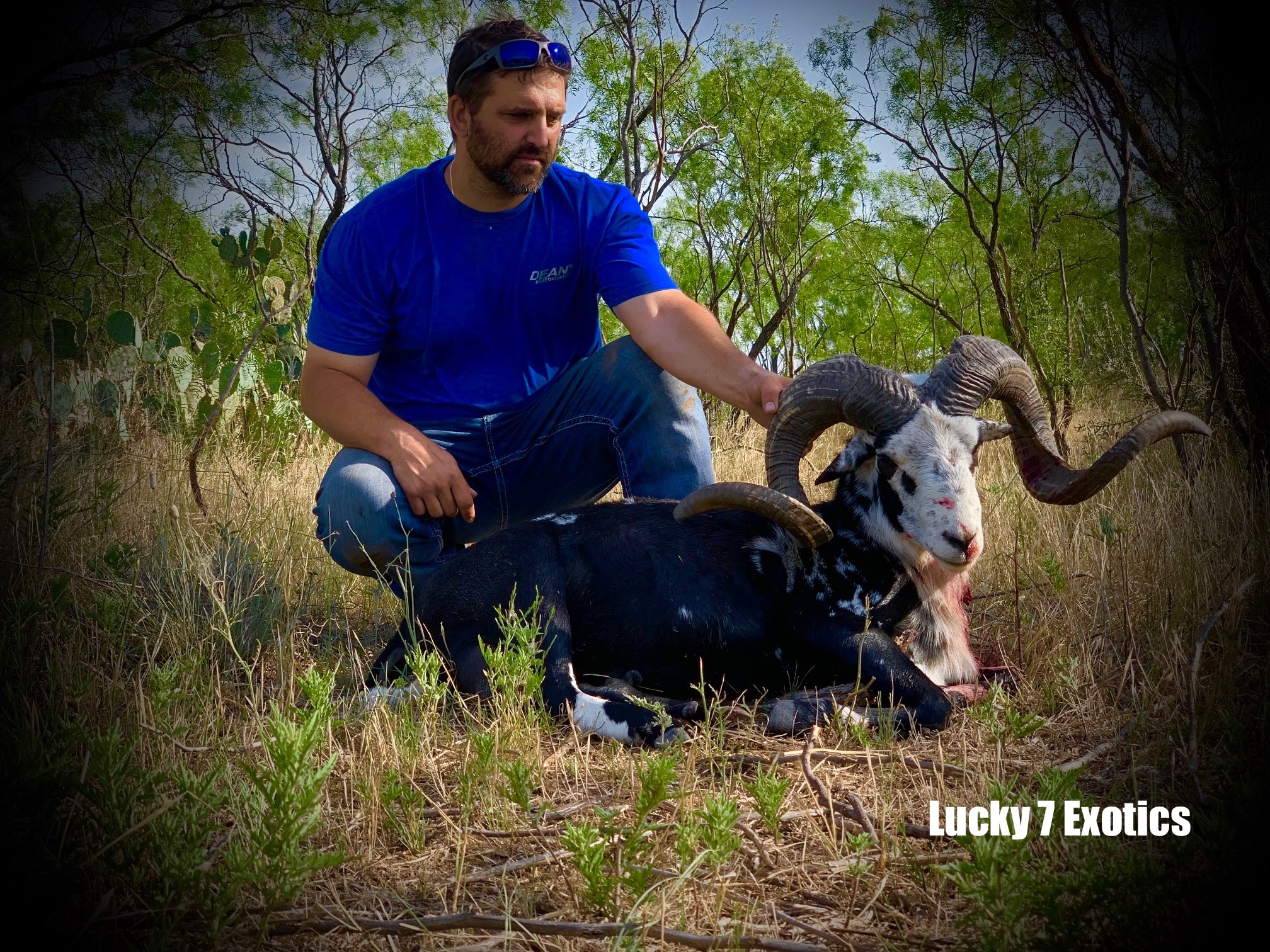 Trophy Ram Hunts Texas