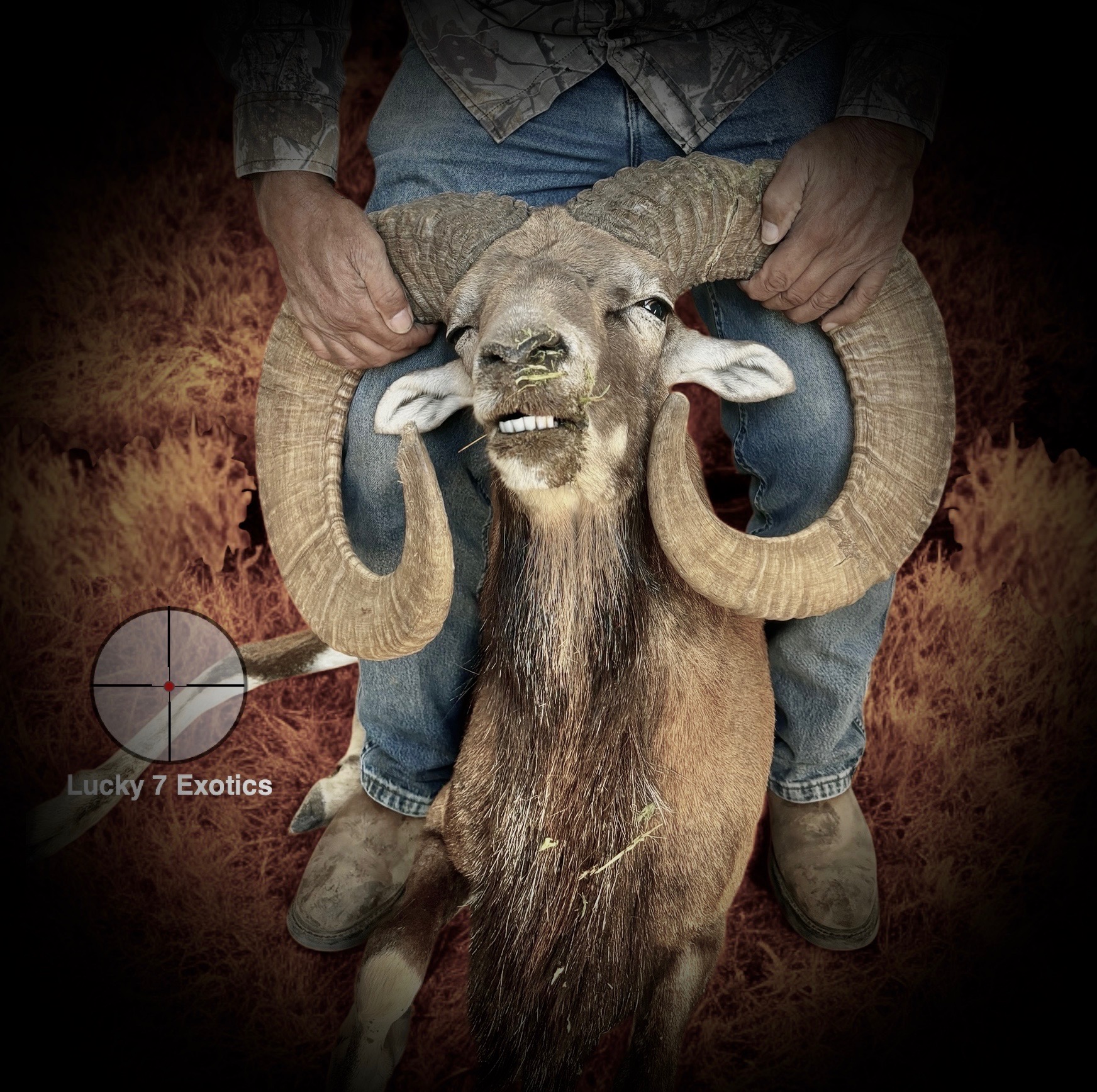 Trophy Ram Hunts Texas