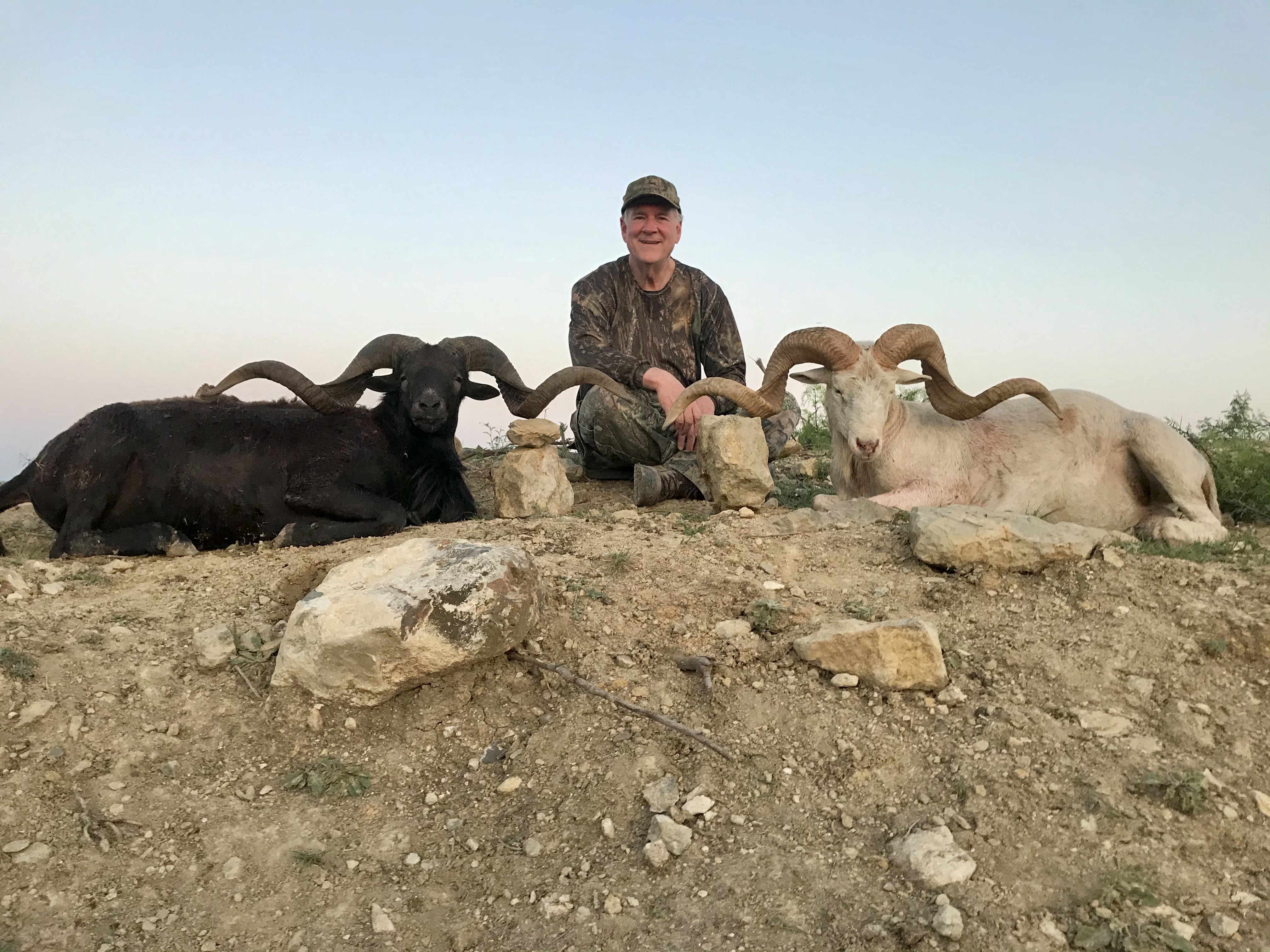 Trophy Ram Hunts Texas