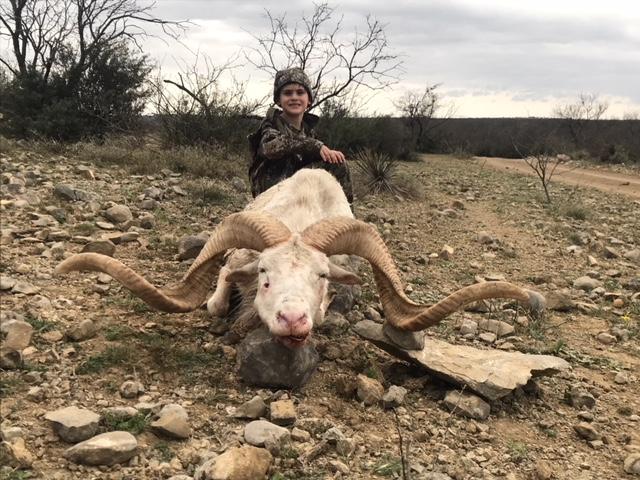 Trophy Ram Hunts Texas