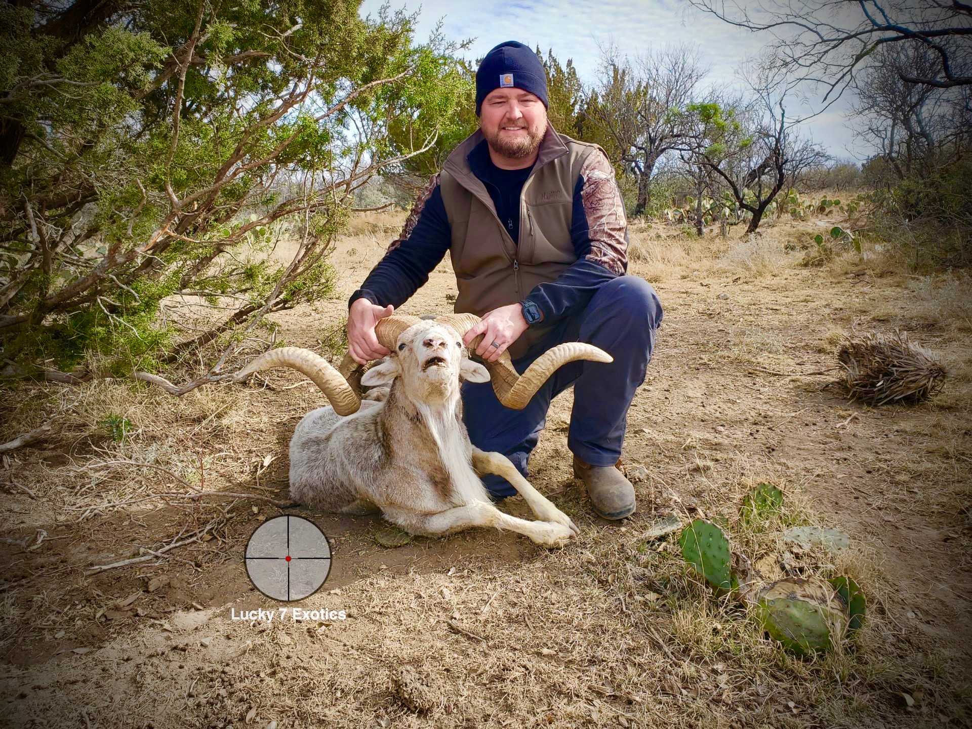 Trophy Ram Hunts Texas