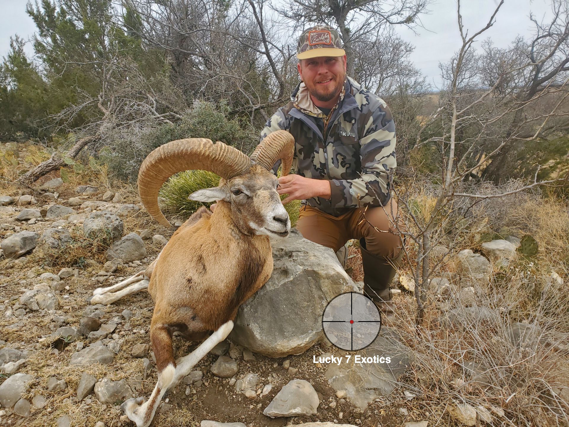 Trophy Ram Hunts Texas