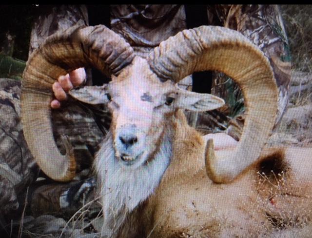 Trophy Ram Hunts Texas