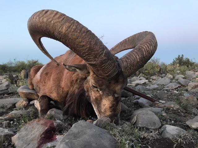 Trophy Ram Hunts Texas