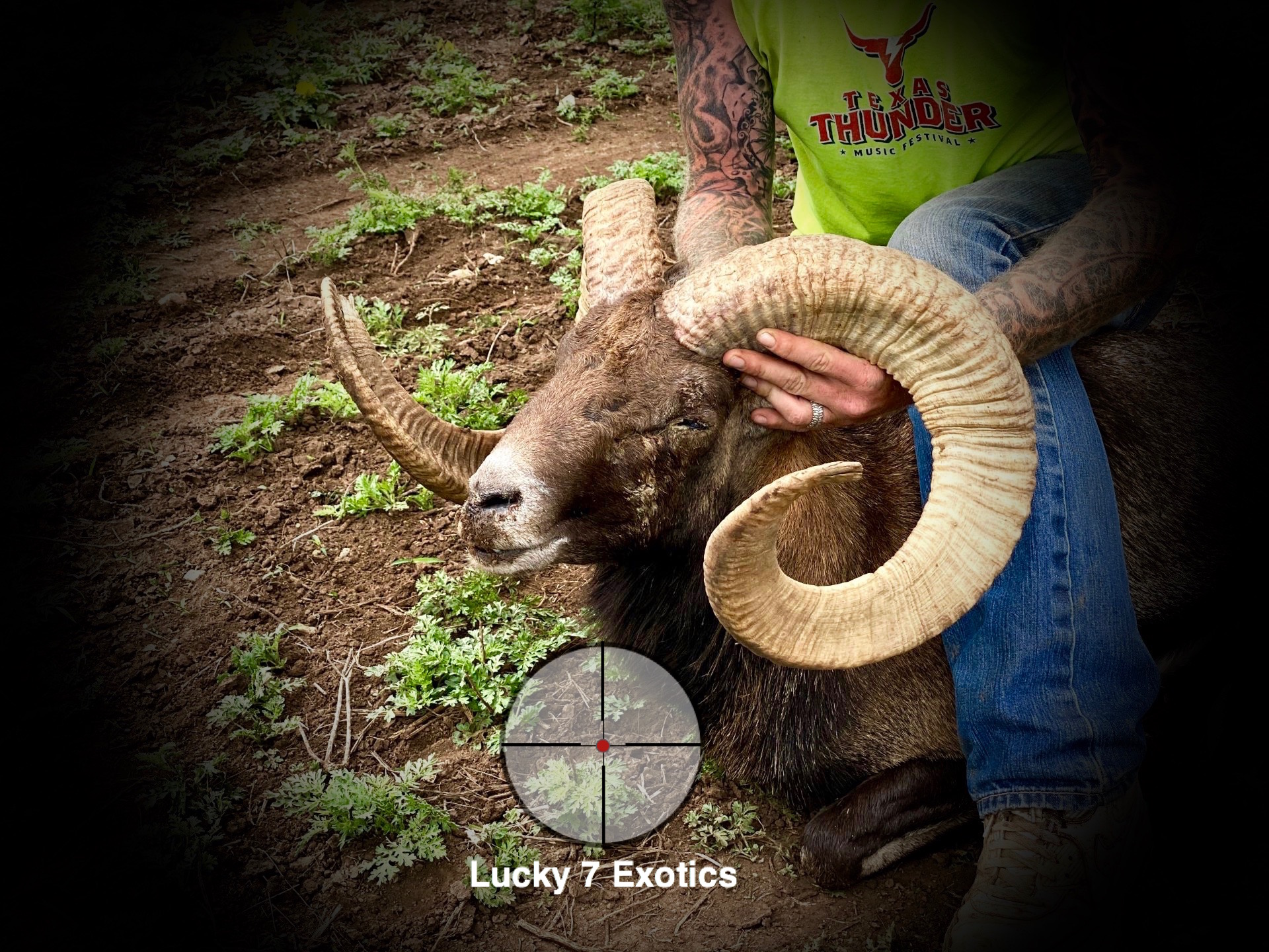 Trophy Ram Hunts Texas