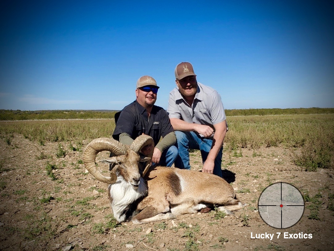 Trophy Ram Hunts Texas