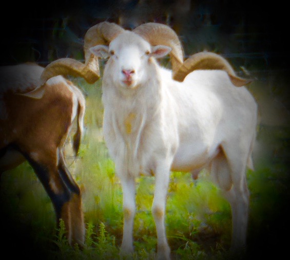 Trophy Ram Hunts Texas