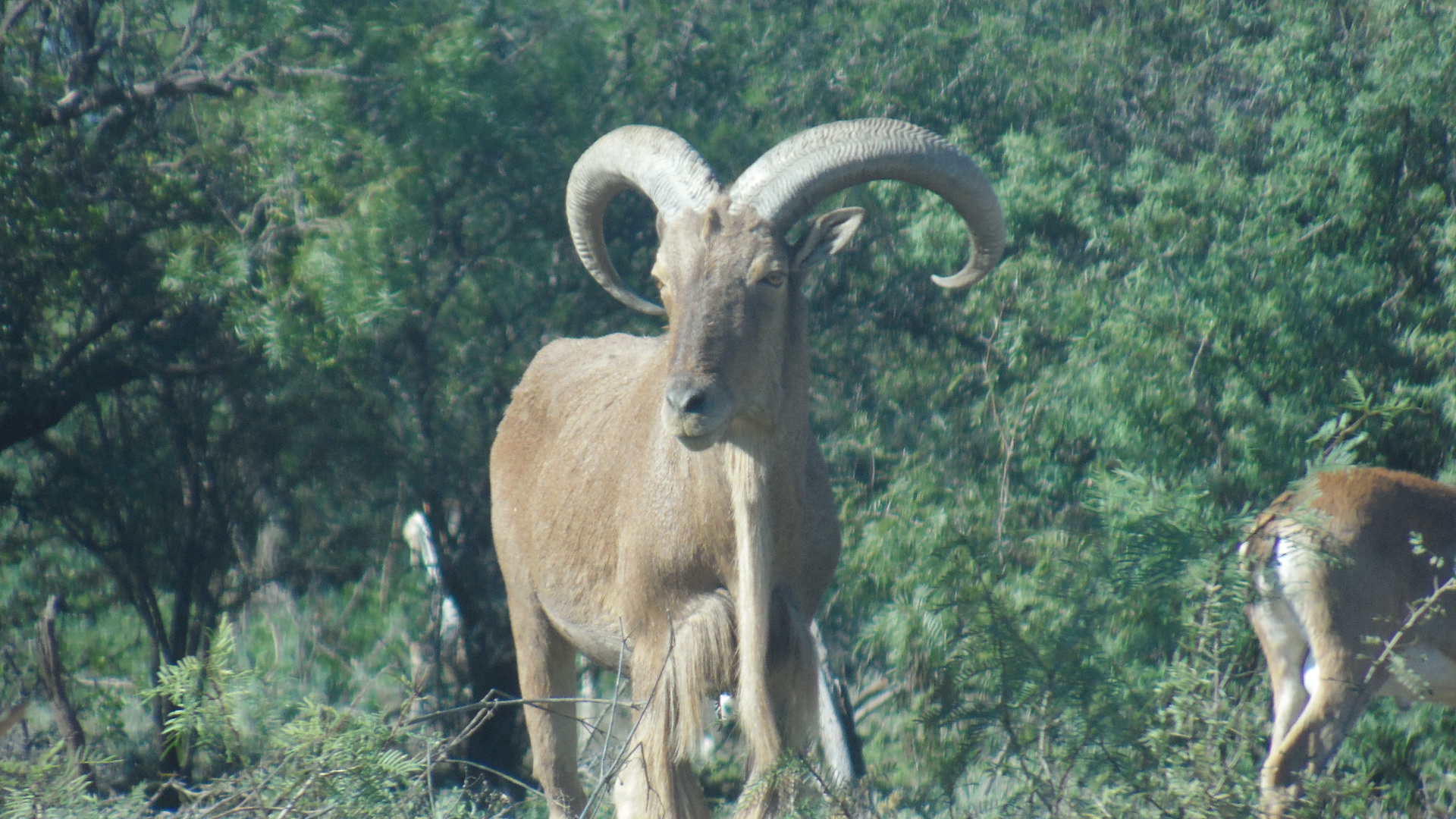 Aoudad Hunts