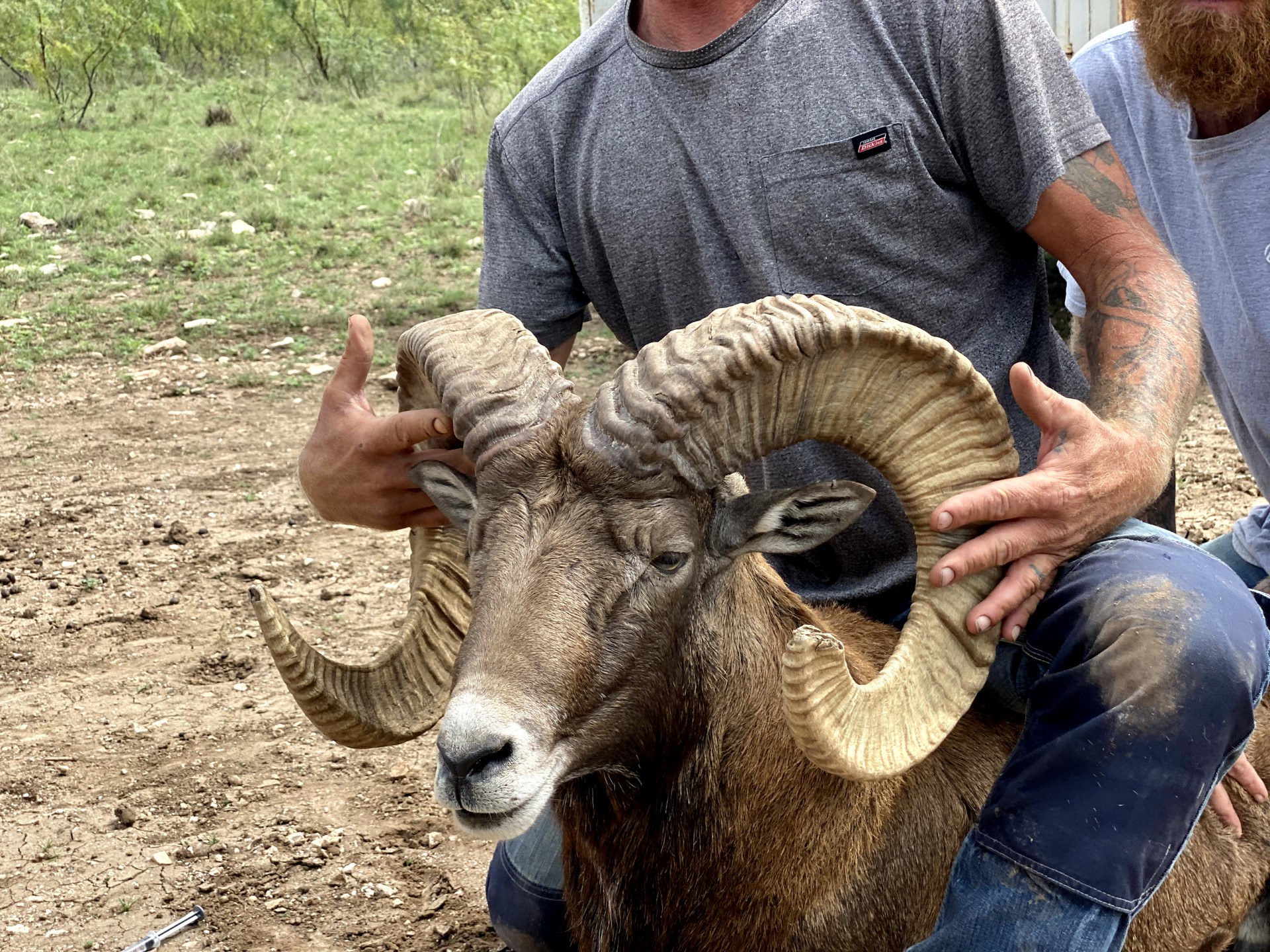 Trophy Ram Hunts Texas