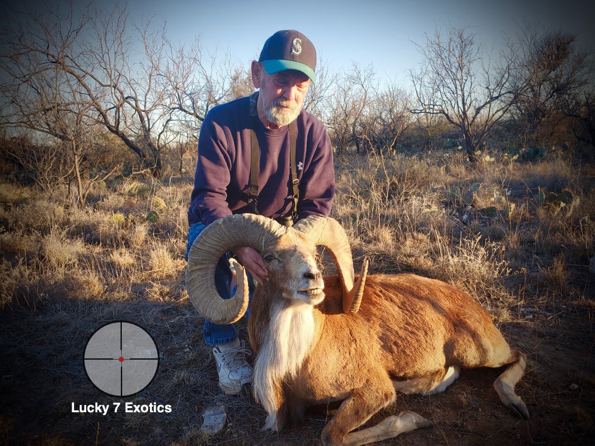 Trophy Ram Hunts Texas