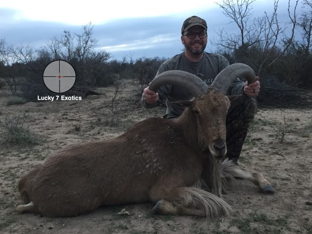 Aoudad Hunts