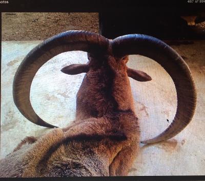 Aoudad Hunts