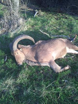 Aoudad Hunts