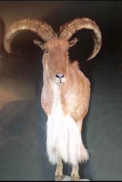 Aoudad Hunts