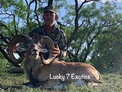 Trophy Ram Hunts Texas