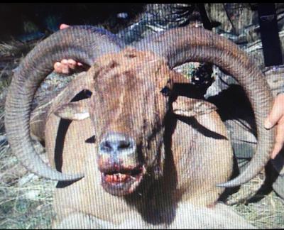 Aoudad Hunts