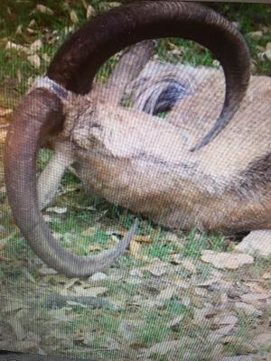 Aoudad Hunts