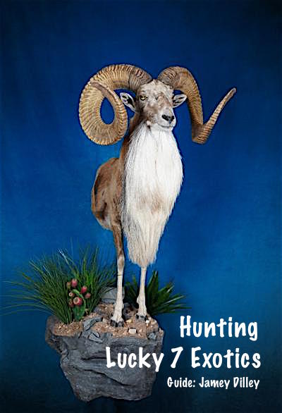 Trophy Ram Hunts Texas